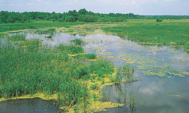 swamp