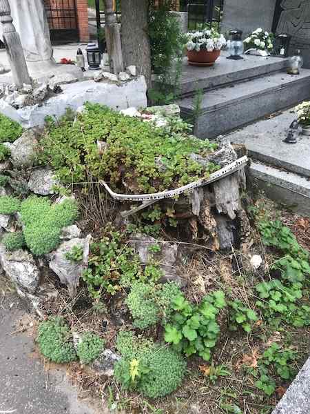 Photo from a long walk I took on July 25, showing a very old grave, what I think is a grave, but might be a tree only, covered in plants, quite raised, and with a kind of metal scrap with cut-out letters on itat Cmentarz Parafii Najświętszego Salwatora w Krakowie