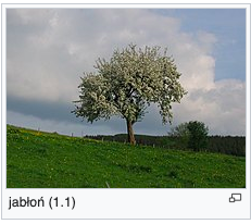 obraz jabłoni z wiki