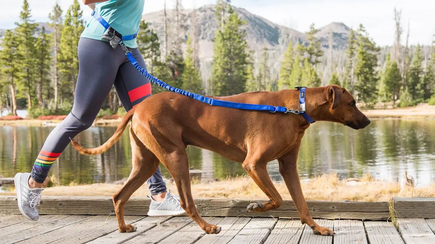 The Collaborative Stride: Your Guide to Running with Your Dog & Joint Longevity