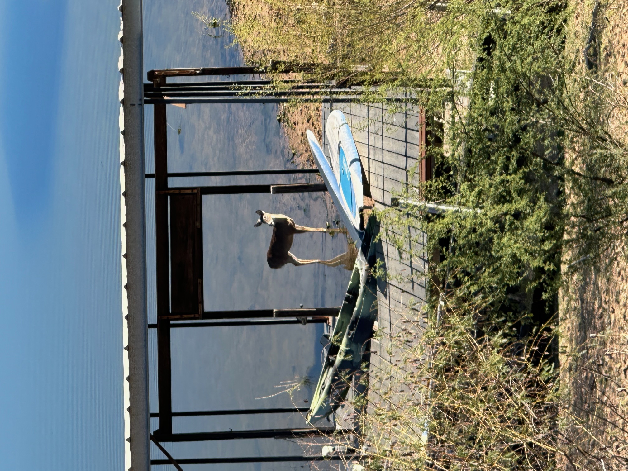 Deer at Dock