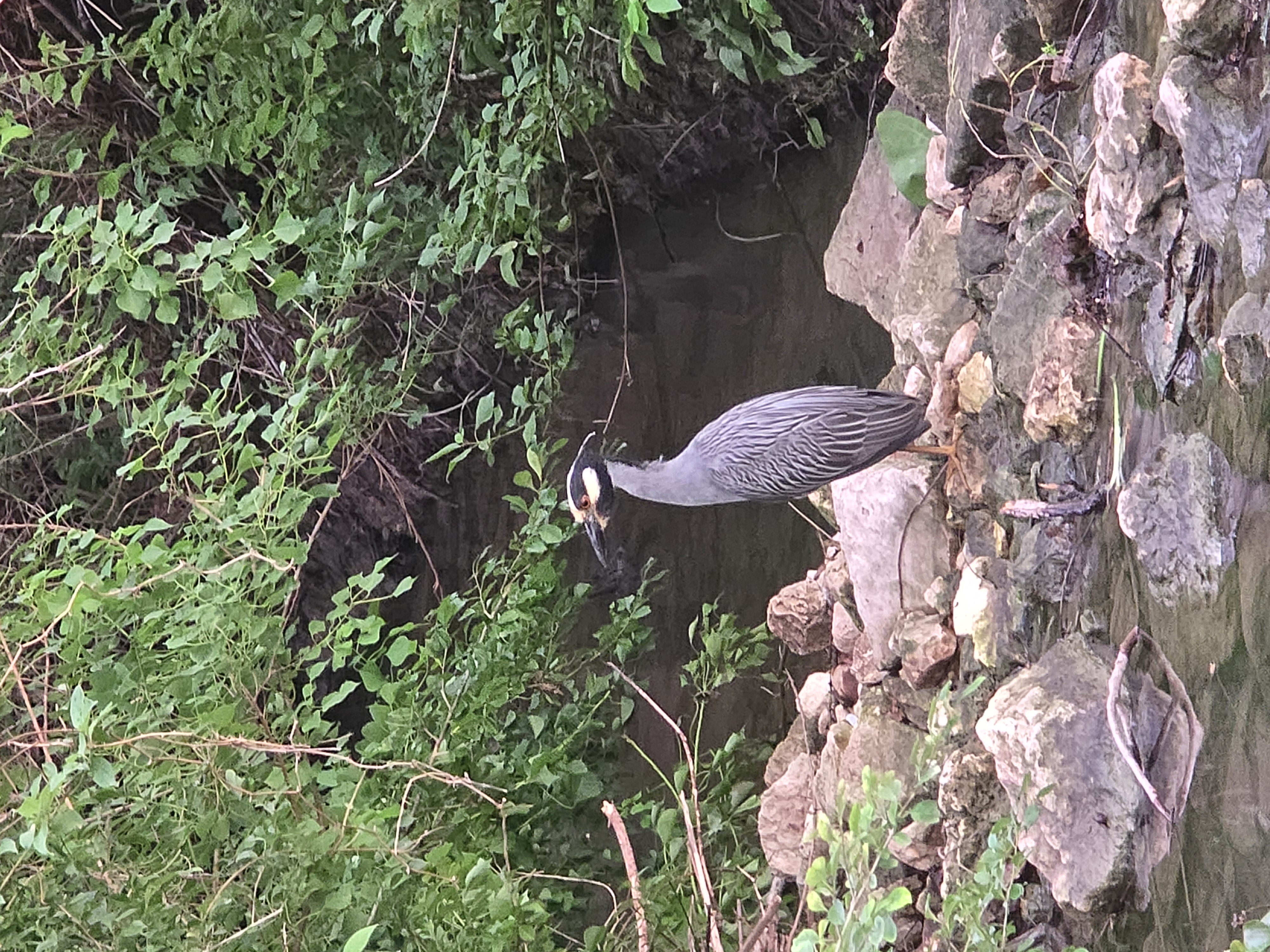 Night Heron at Bee Cave Park