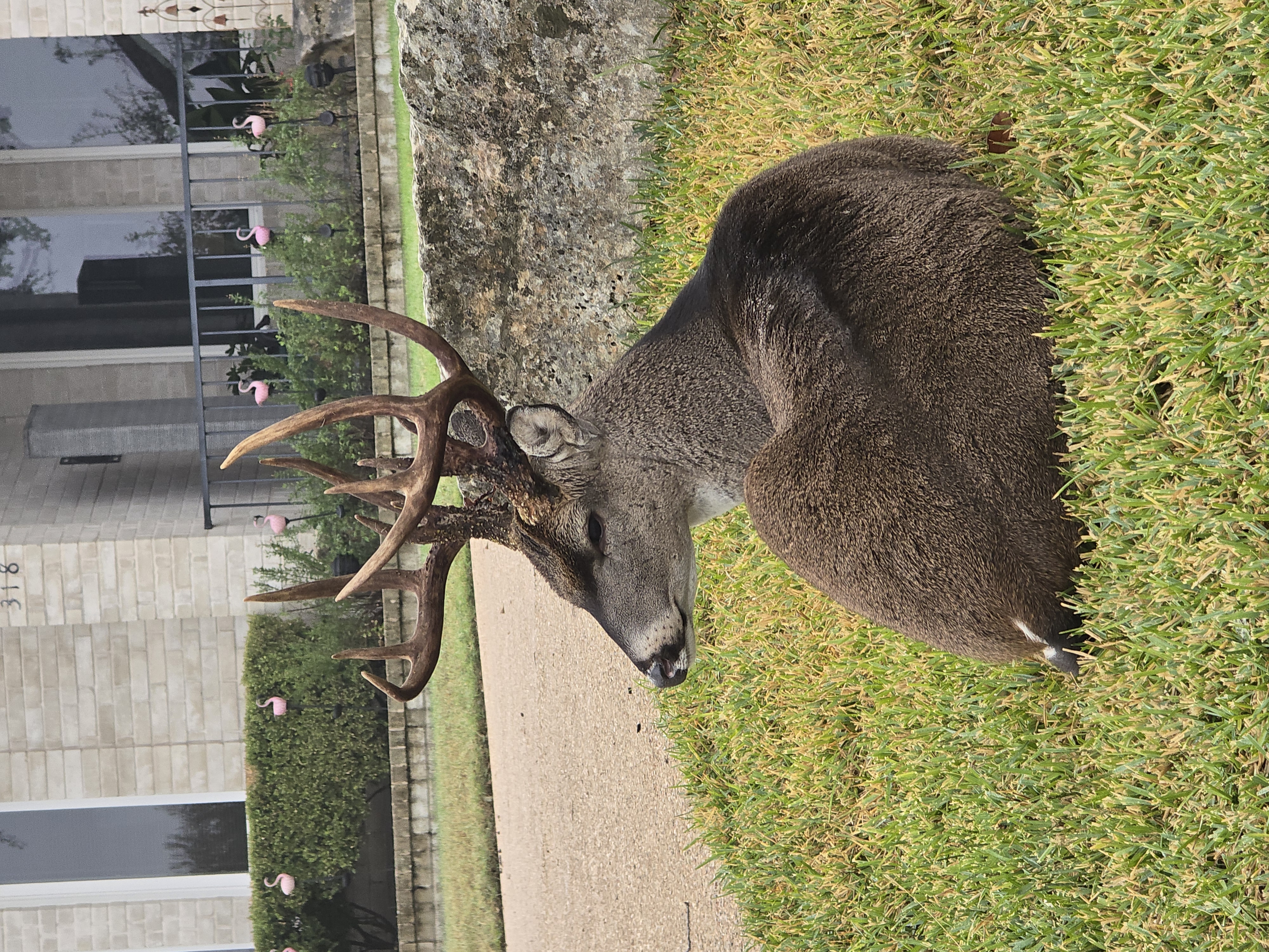 Mule Deer
