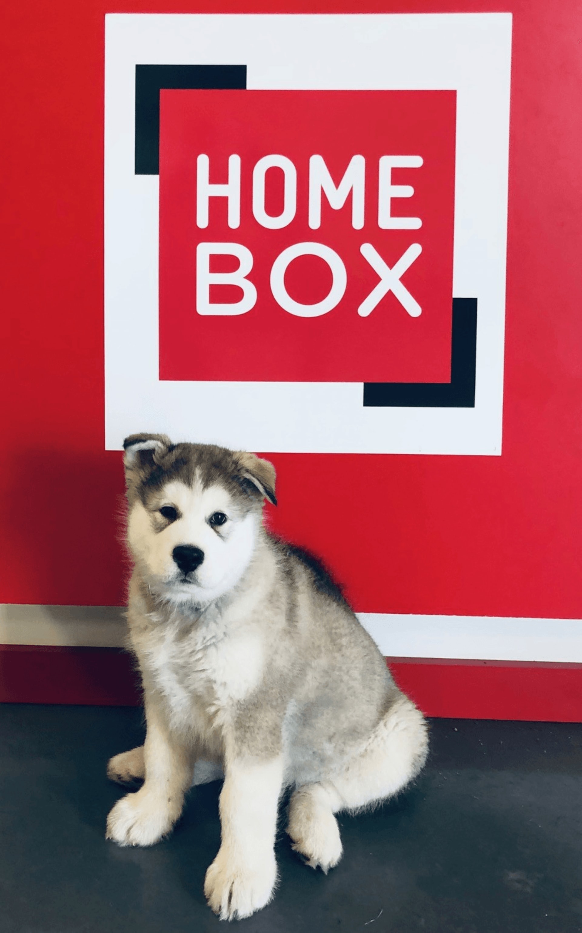 Chiot husky assis devant le logo HOMEBOX rouge à l'accueil du centre HOMEBOX Dreux