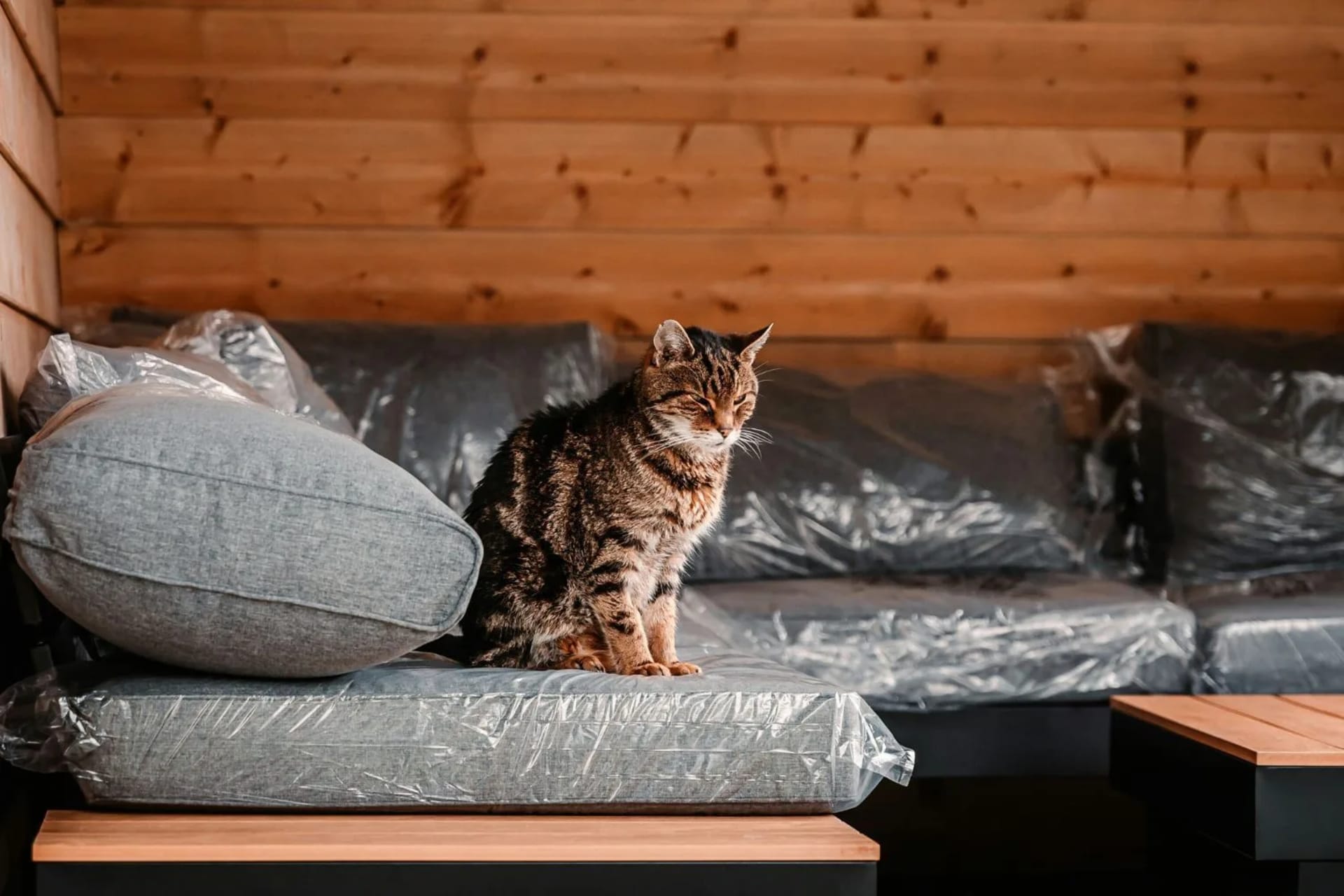 Chat tigré assis sur un canapé protégé par une bâche en plastique