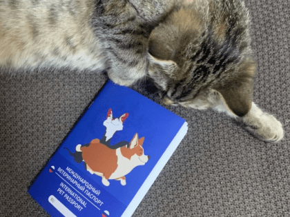 Хозяевам на заметку! Уточняем правила вывоза питомцев за границу!