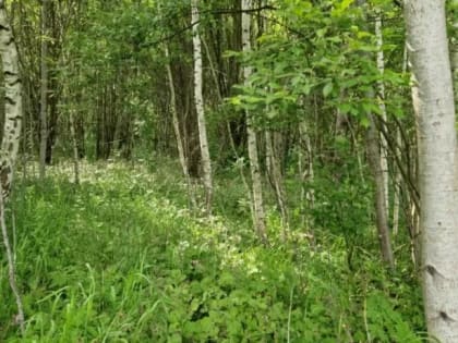 В Домодедове на торги выставили 11 участков под строительство дома