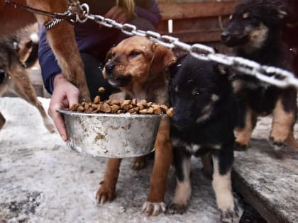 В Подмосковье почти на 30% снизилось количество случаев бешенства животных