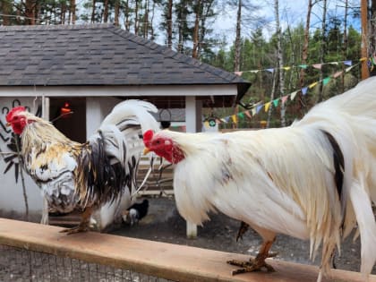 Жители Подмосковья обеспокоены судьбой куриц
