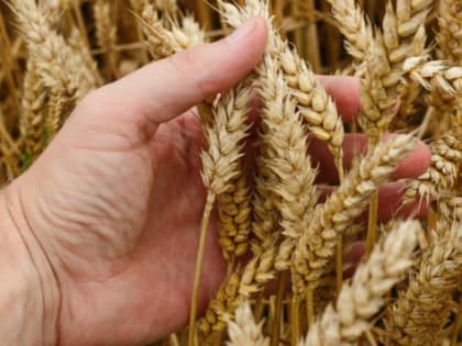 Bloomberg: Россия получит выгоду от ухода главных зерновых трейдеров с рынка