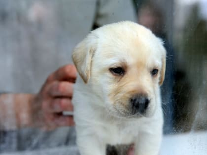 Жители Мытищ предупредили соседей о догхантере, который уже отравил щенка