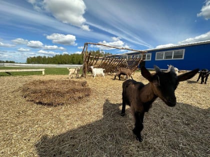 В Подмосковье назвали 11 победителей конкурса грантов для аграриев