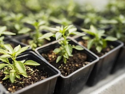 К концу лета 2024 года в округе Серебряные Пруды построят большой семеноводческий комплекс