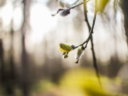 В Москве к вечеру ожидаются осадки