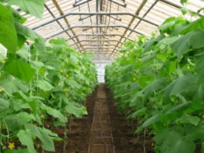 Урожай тепличных овощей в РФ в 2022 году достиг рекордных 1,5 млн тонн