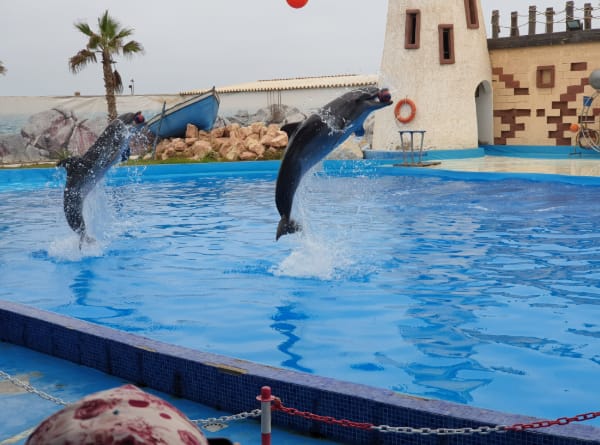 Dolphin World Agadir