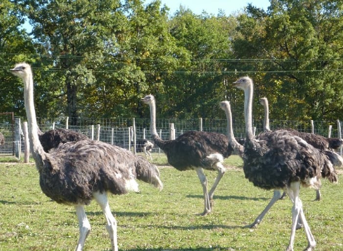 Zoo