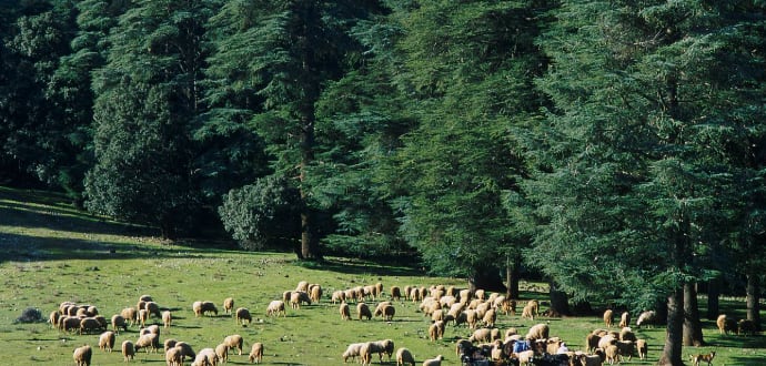 Forêt d'Azrou