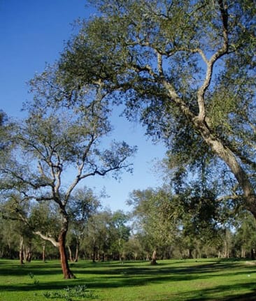 Forêt de la Maâmora