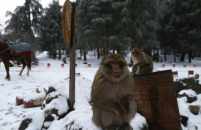 Réserve des Singes (Cèdre Gouraud)