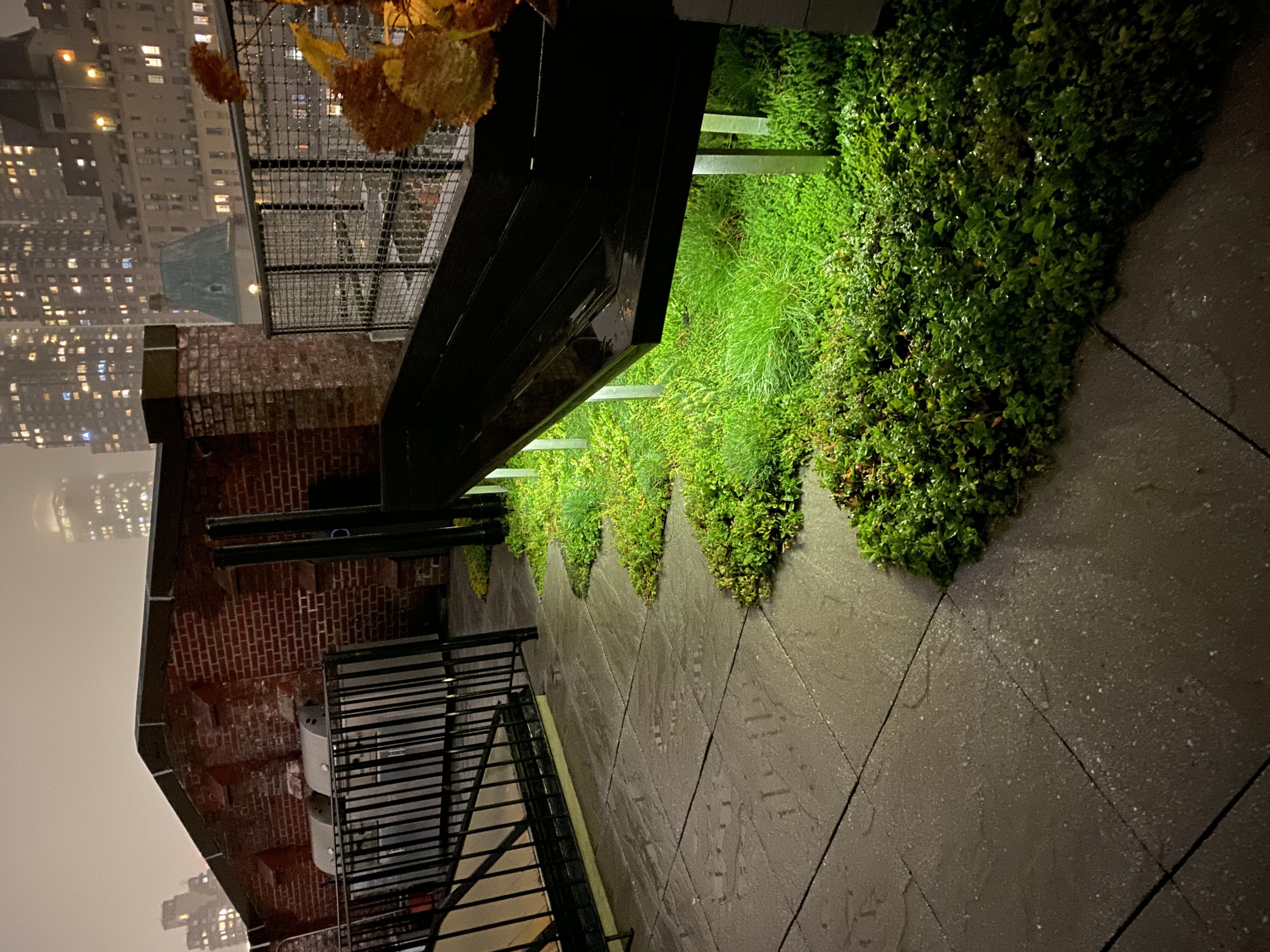 Glowing Sedum Pathway