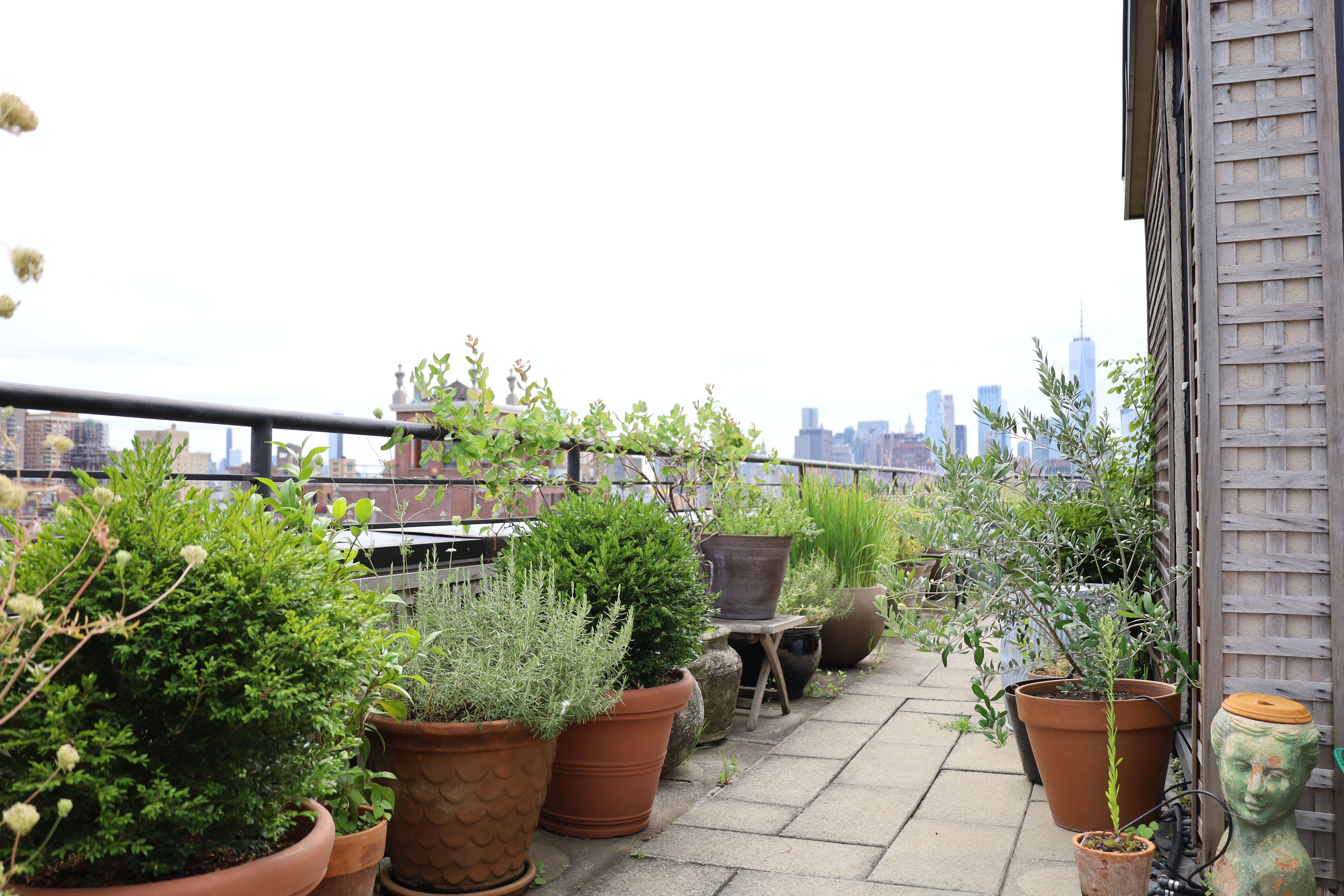 Vista Rooftop