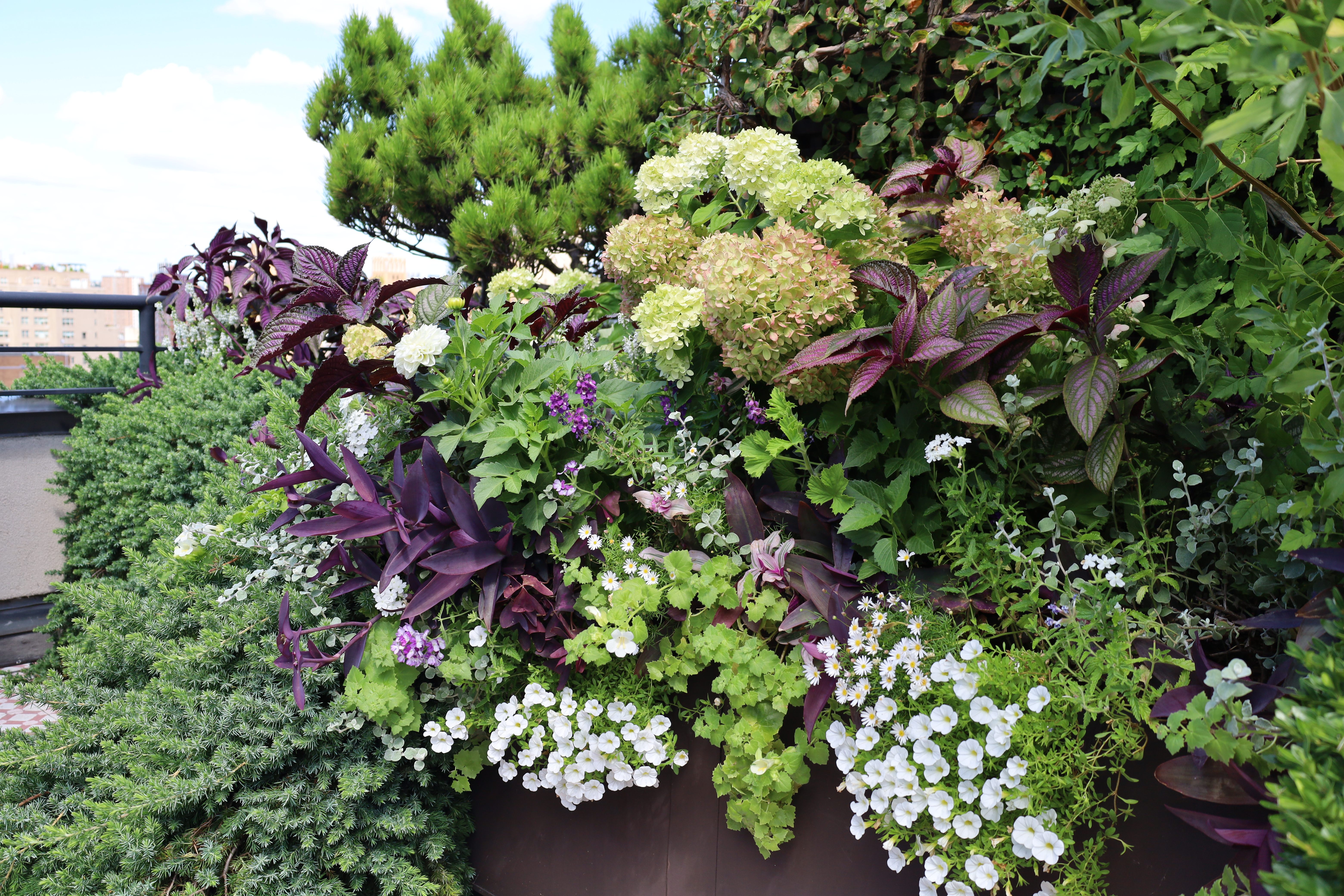 The High-Rise Perennial Escape
