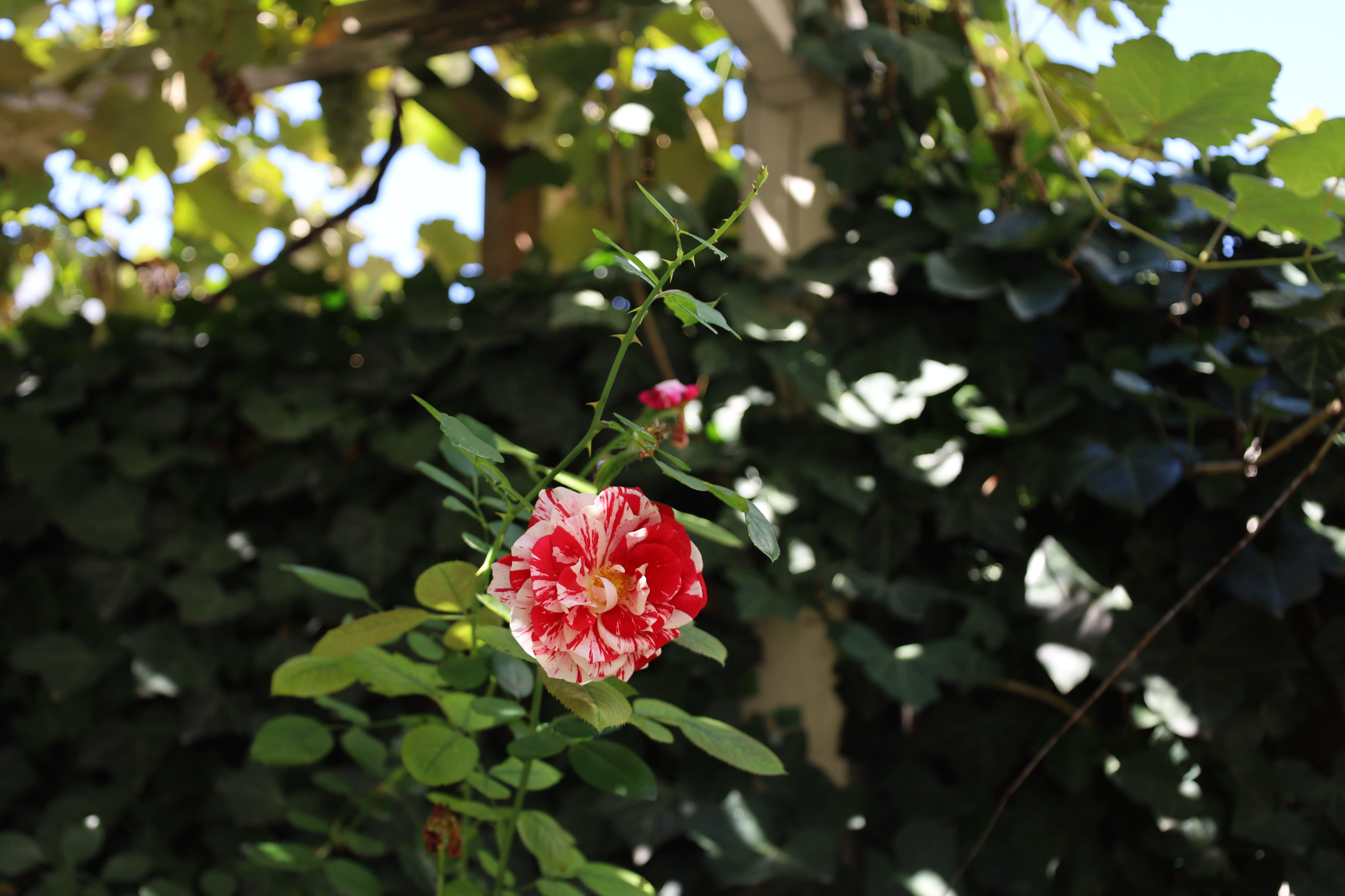 The Striped Rose Trellis
