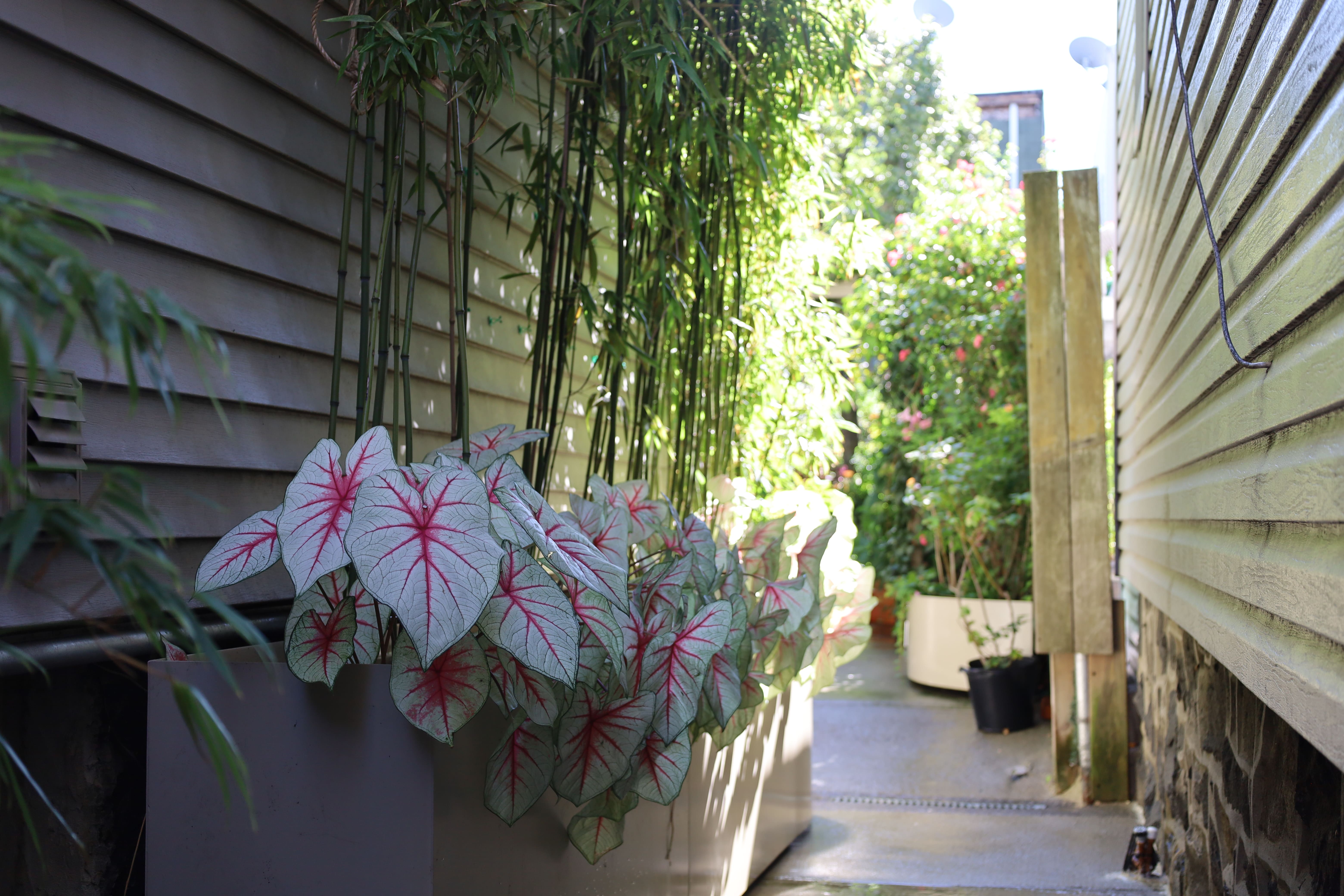 Tropical Privacy Walkway