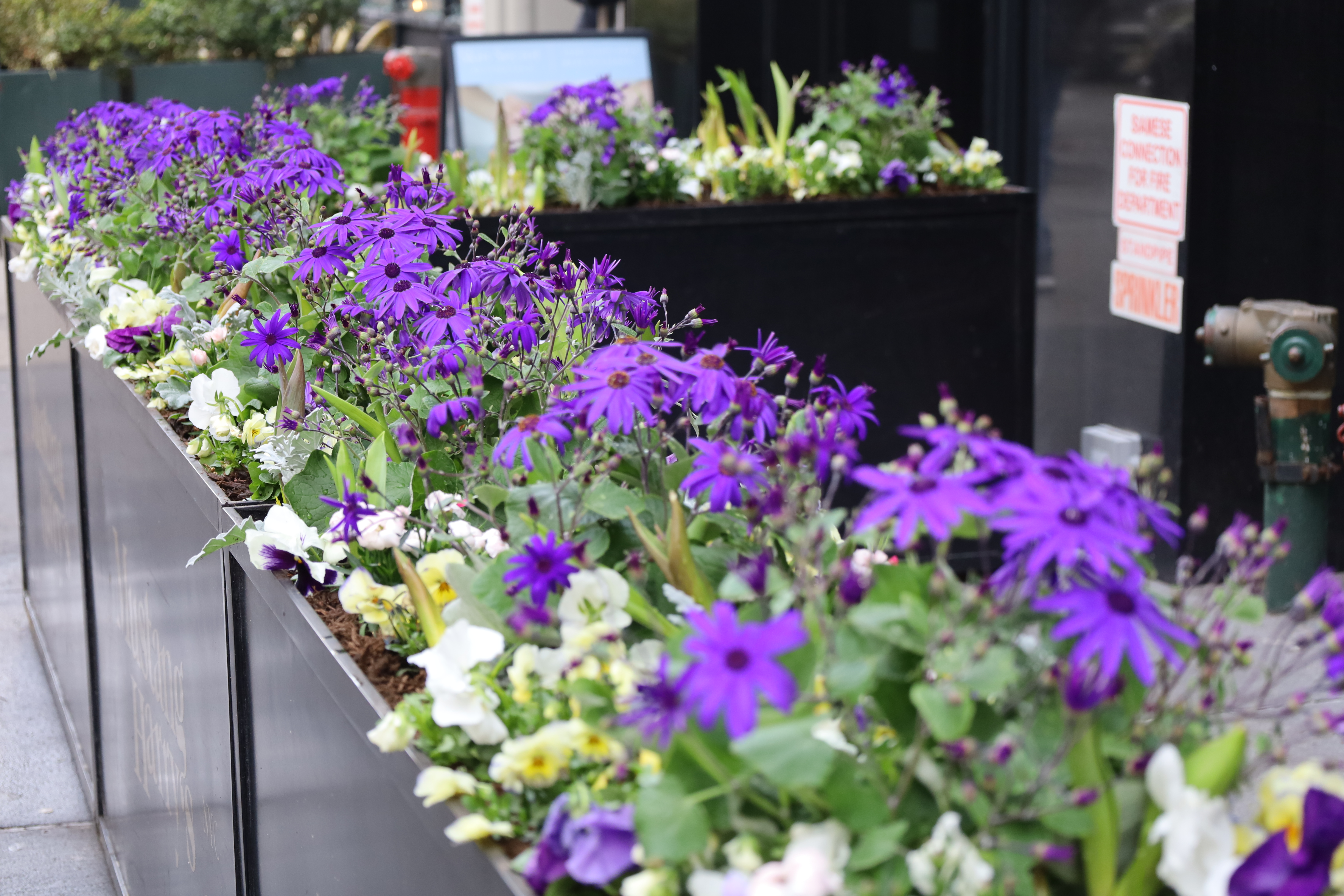 Streetside Spring Planters
