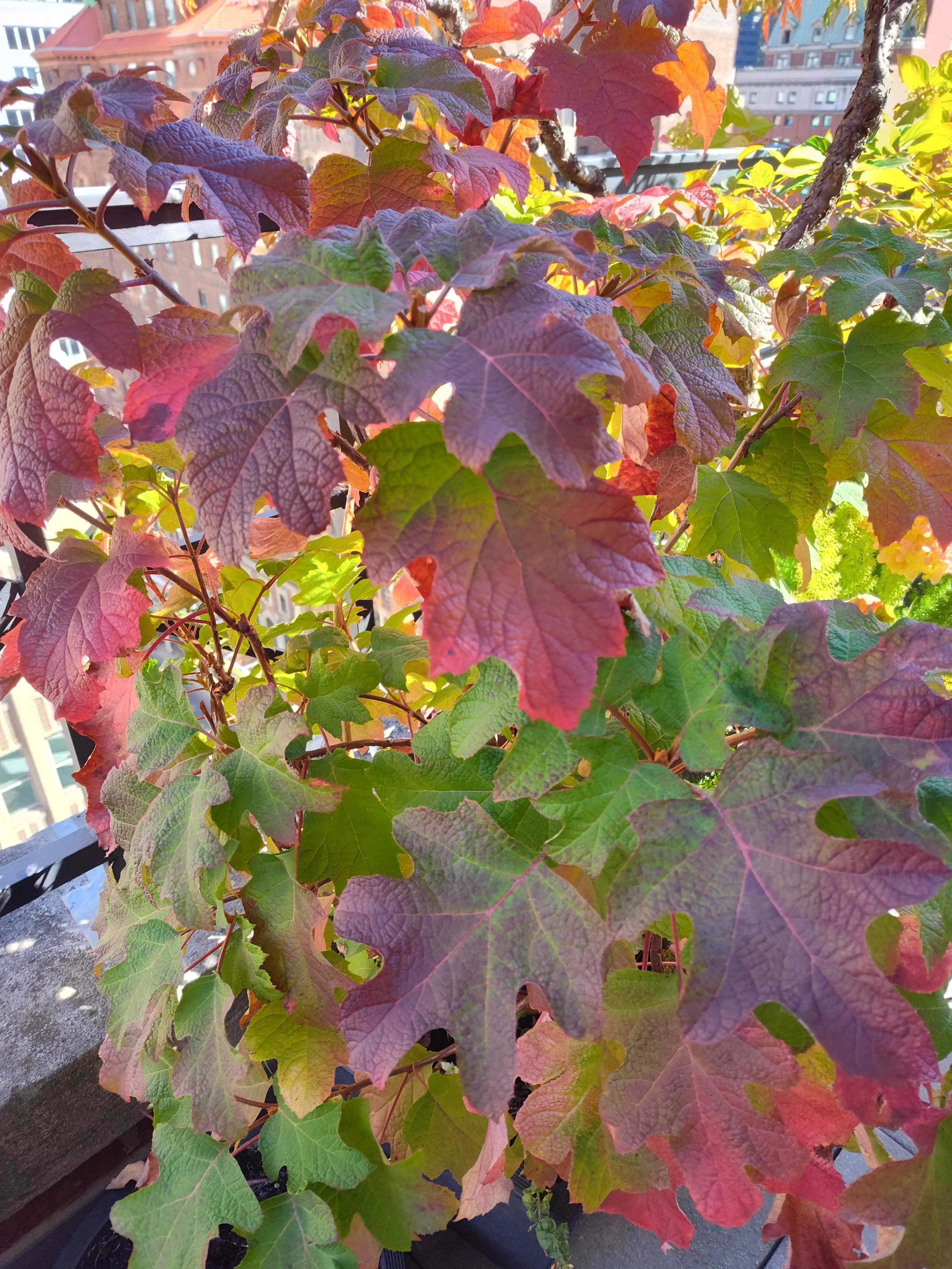 Autumn Foliage
