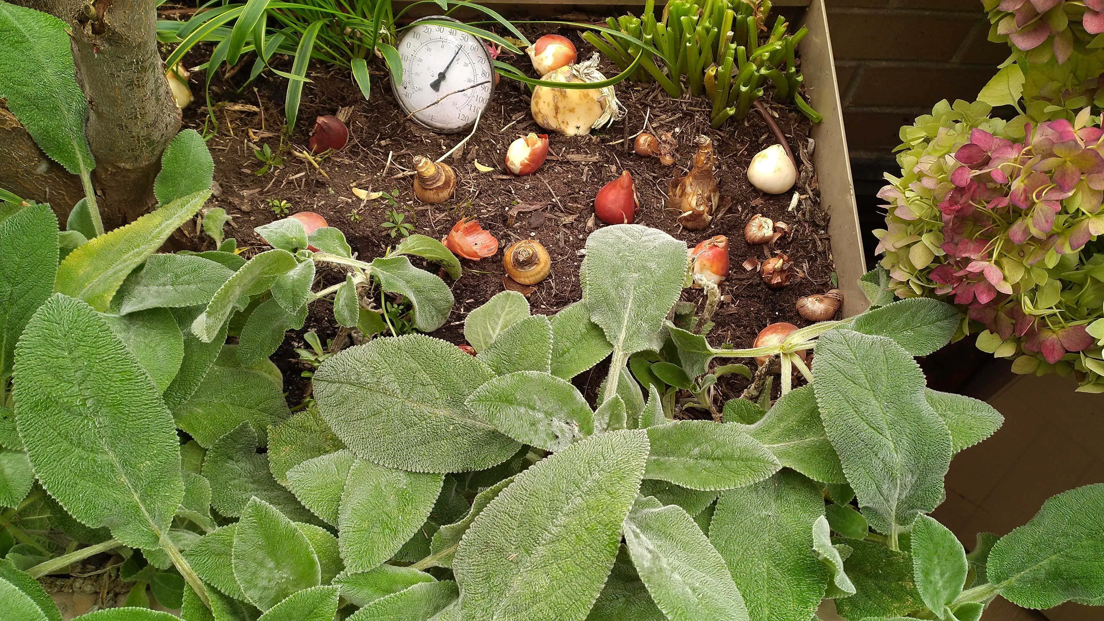 Bulb Planting