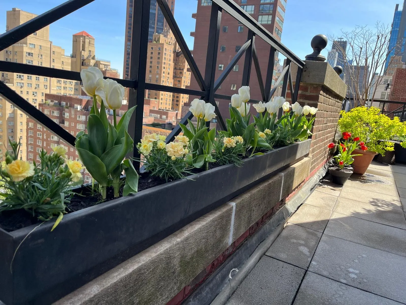 Spring Bulbs