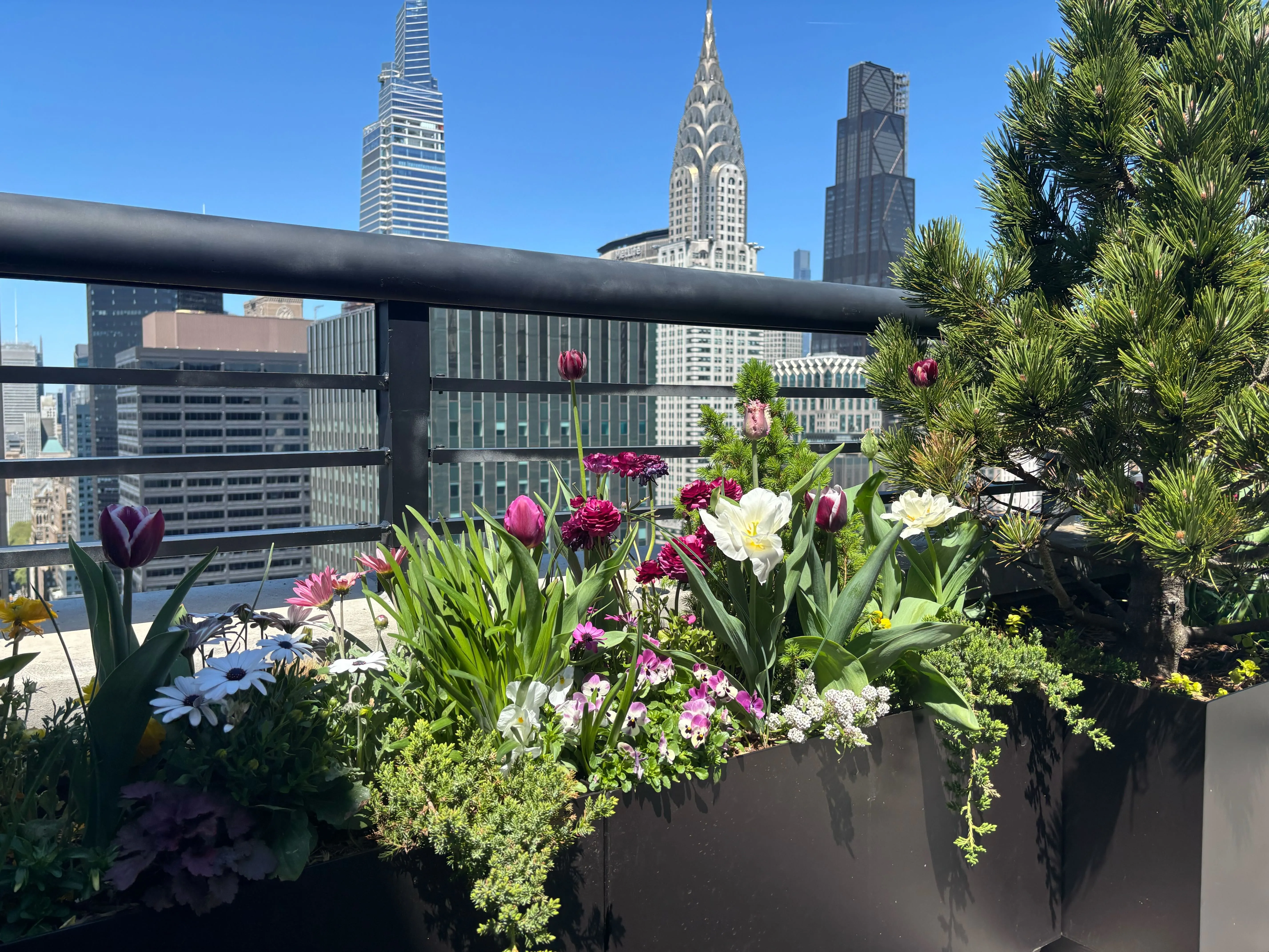 Springtime Bloom