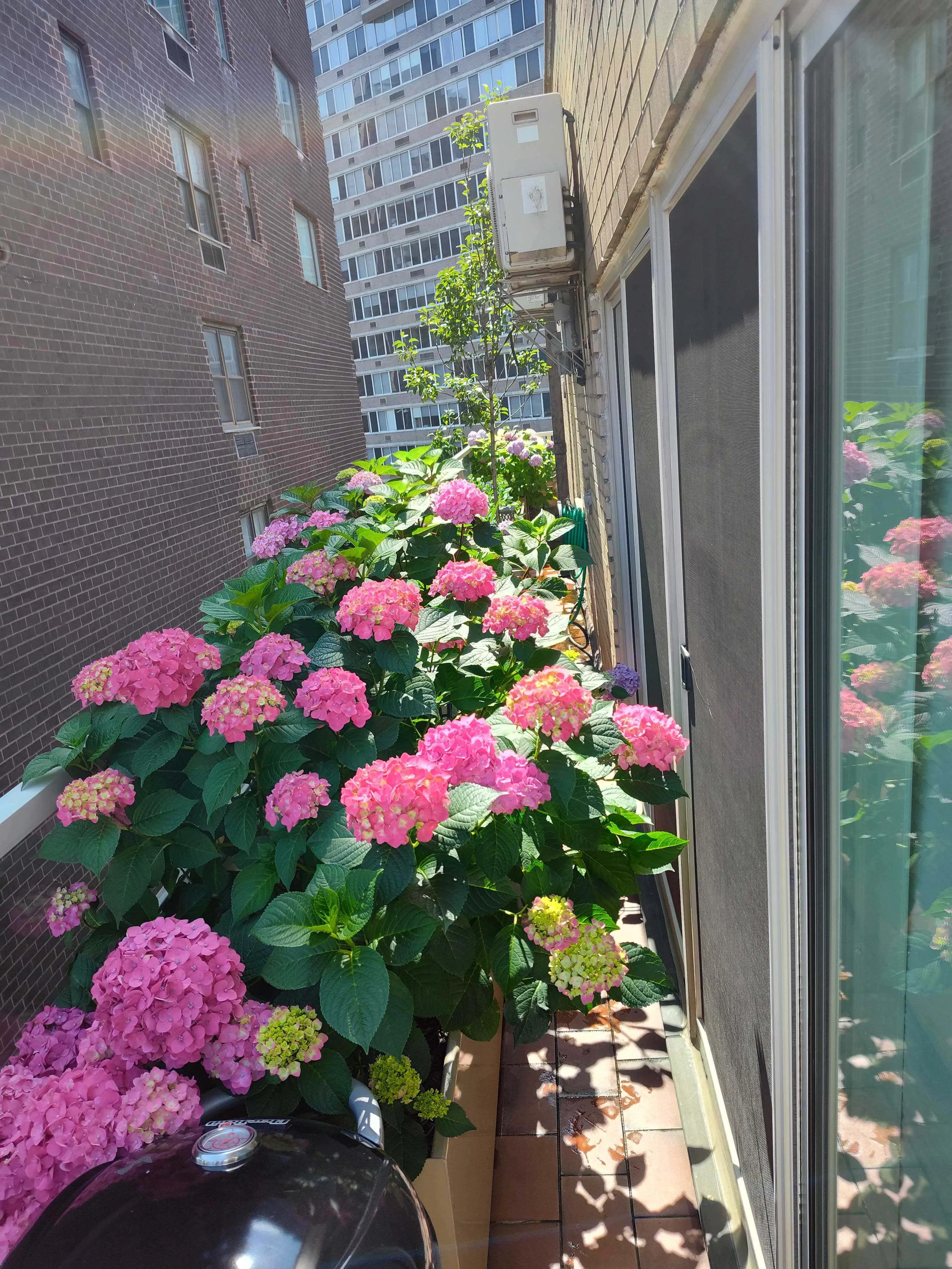 Summer Hydrangeas