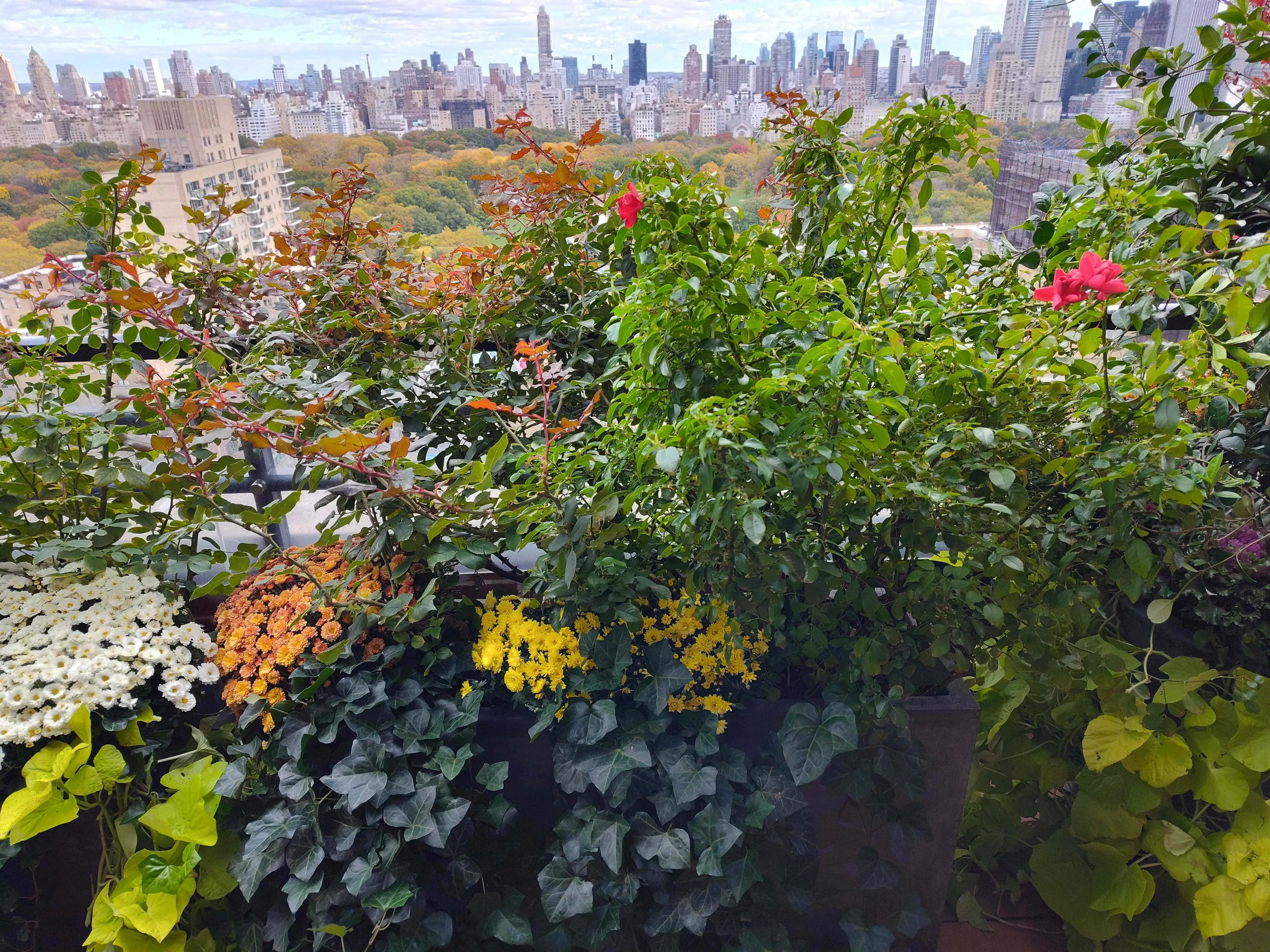 Autumnal Flowers