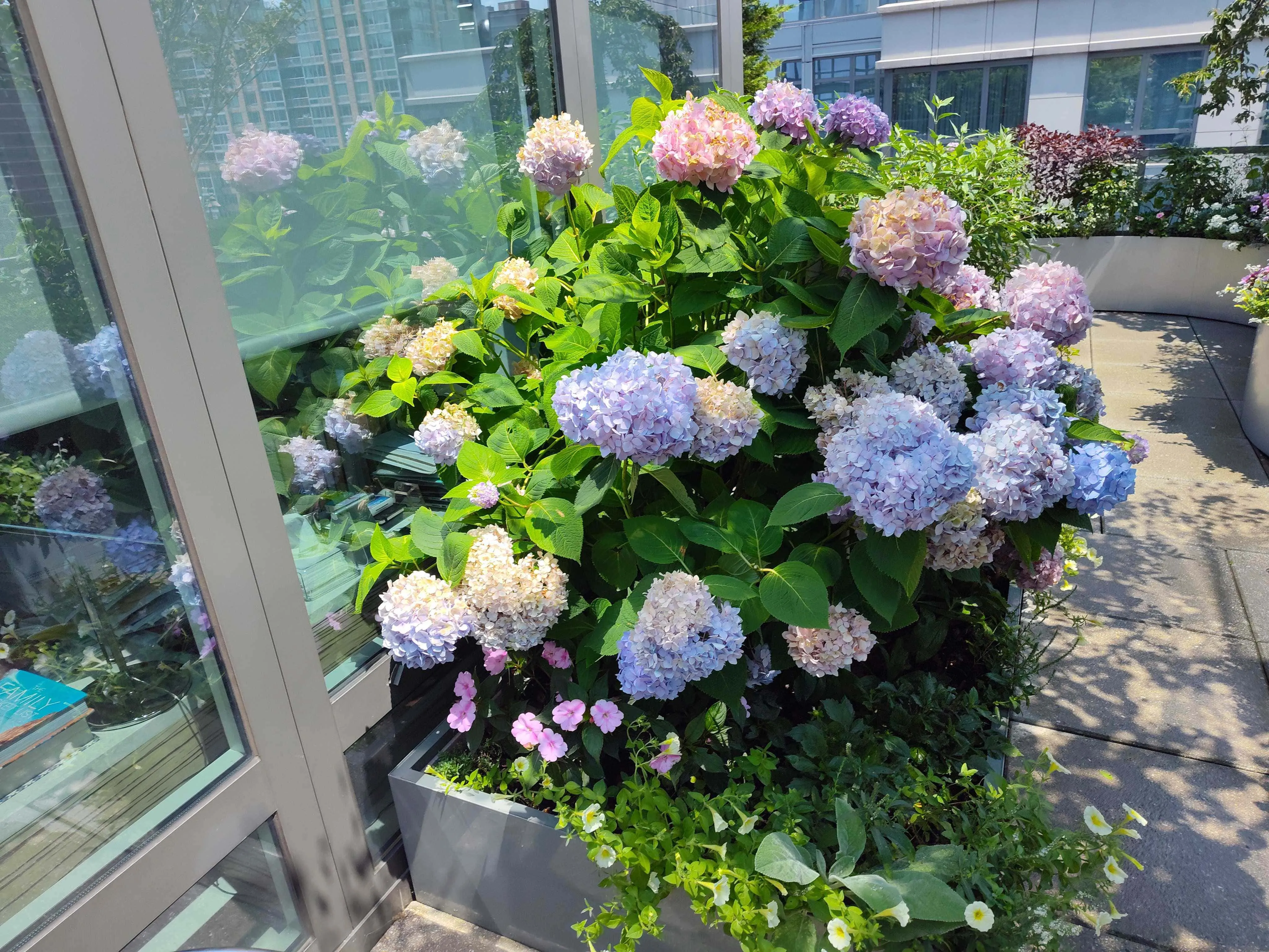 Summer Hydrangeas