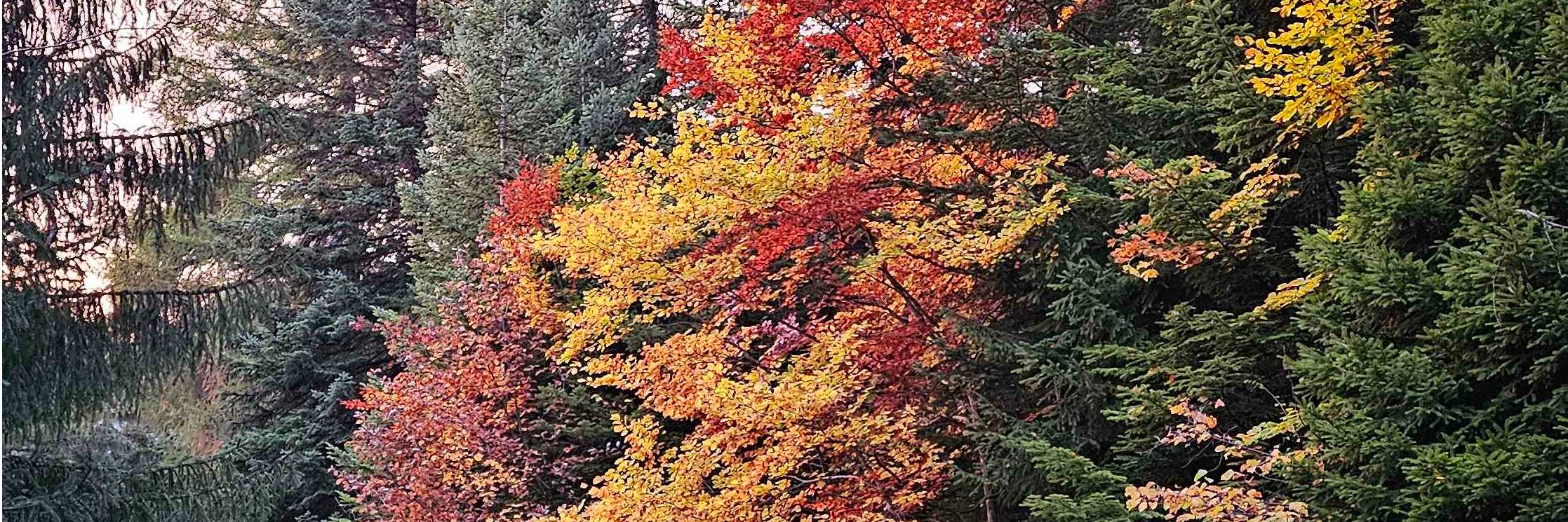 Bäume-Sträucher