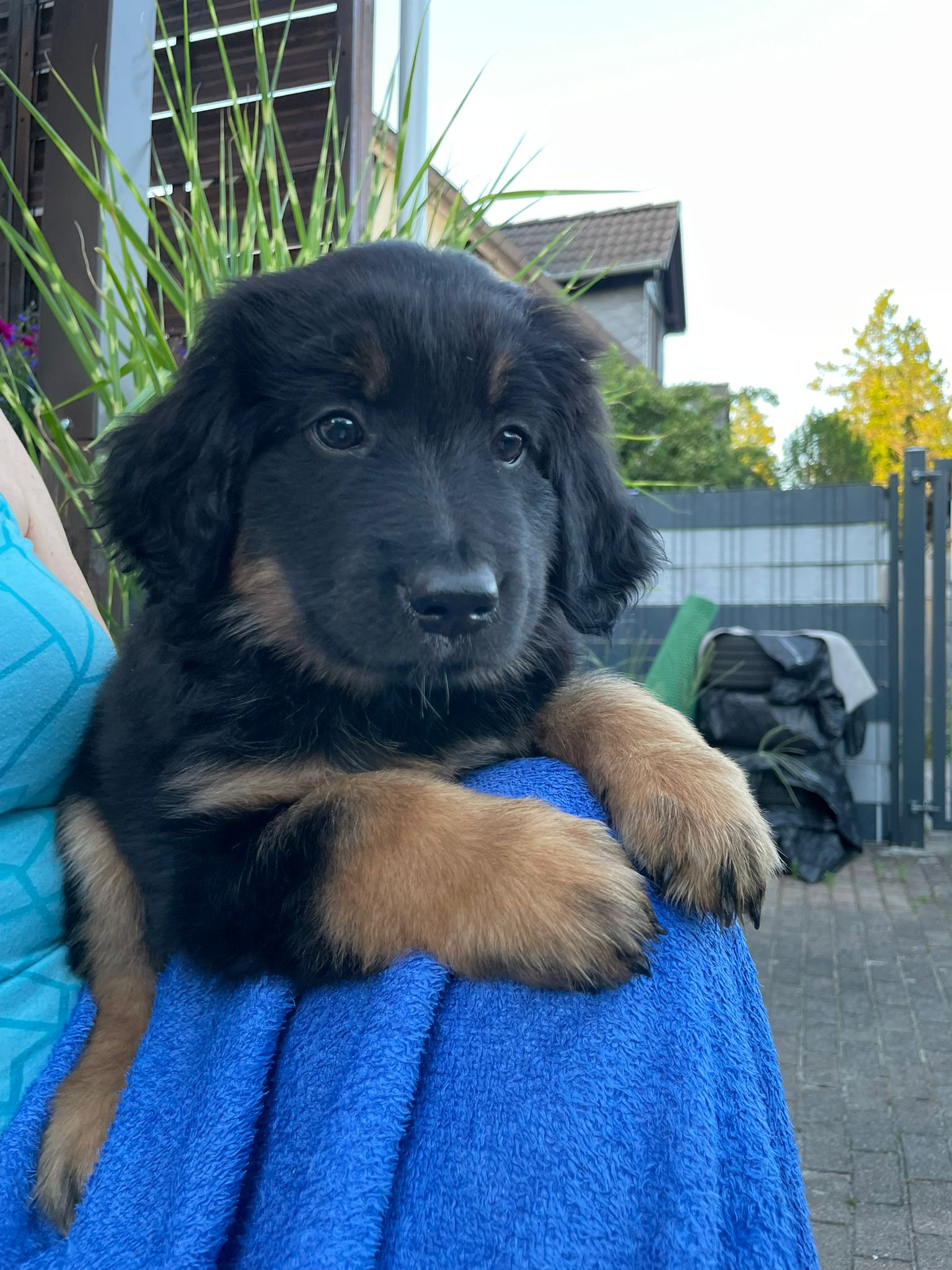 Lila Woche 7