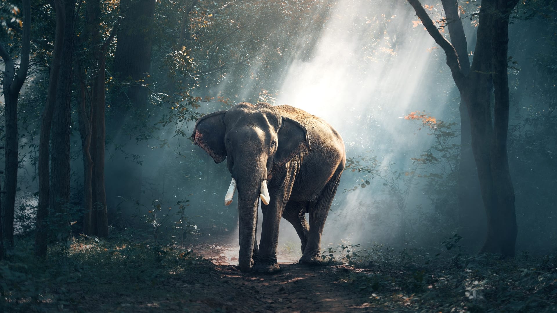 Elephant walking in the forest towards
