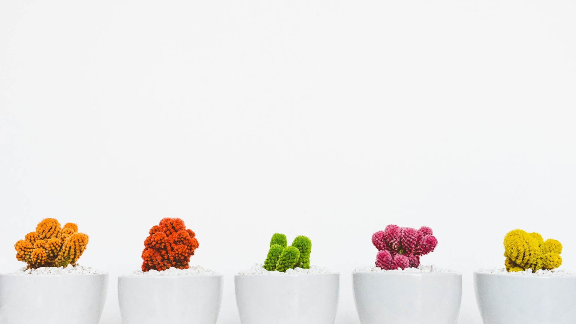 Flowers in colors from left to right of orange, red, green, purple, and yellow at the equal distance on the bottom of the white background