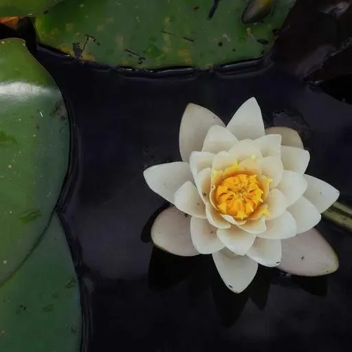 핵심 요약 이미지