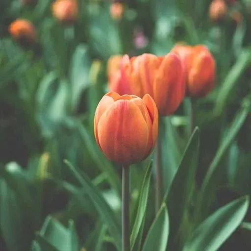 핵심 요약 이미지