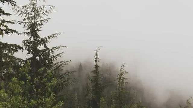 카카오뱅크 주담대 금리 비교: 신한은행과의 차이점 이미지