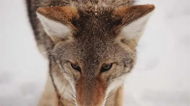 핵심 요약 이미지