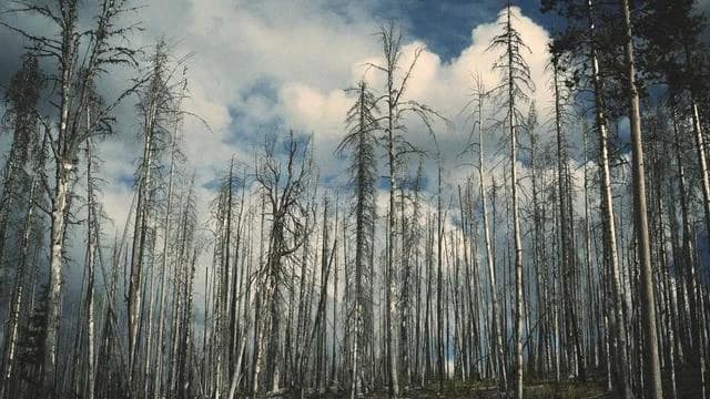 전세보증금반환자금대출 신청 절차와 준비 서류 이미지