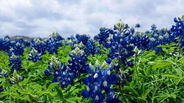 청년미래적금과 청년도약계좌 차이점 비교 이미지