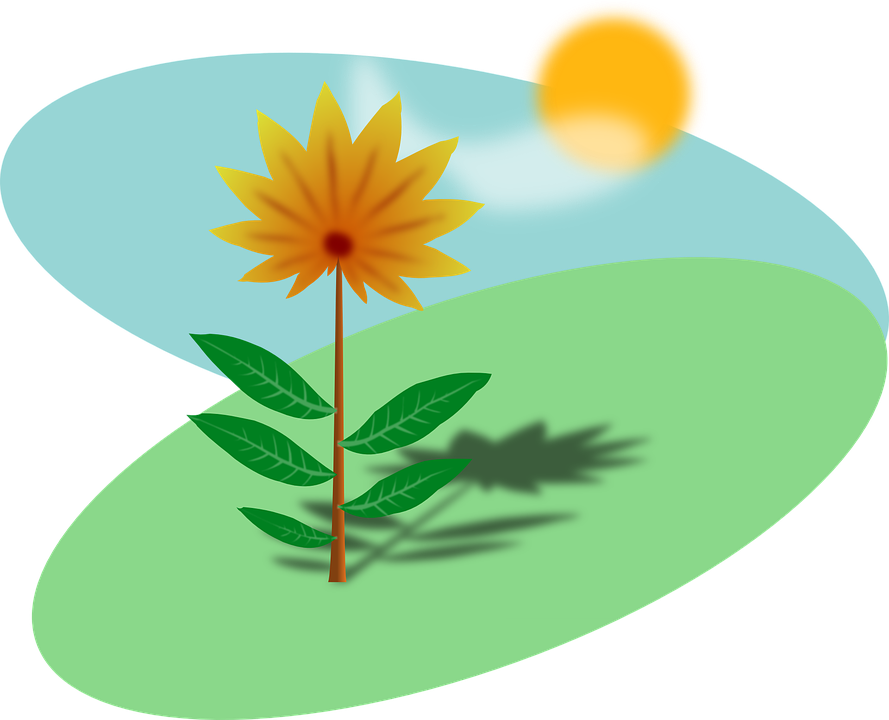 Plant In The Sun - Free Transparent PNG Clipart Images Download. - Transparent PNG Free Download