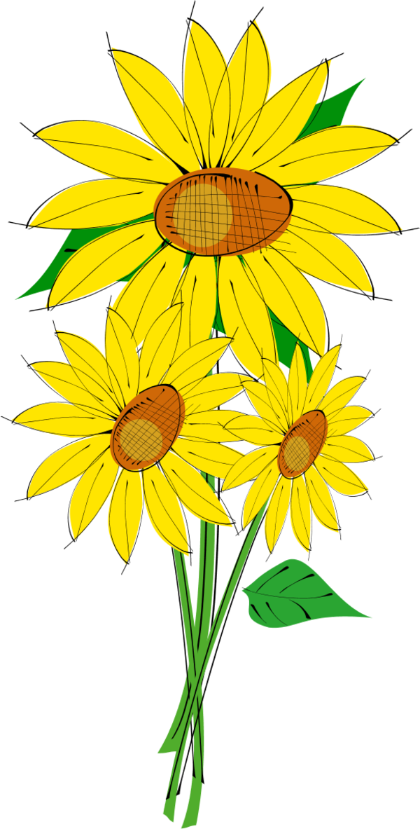 Sunflower Clipart - Sun Flowers Clip Art - Free Transparent PNG Clipart Images Download. - Transparent PNG Free Download