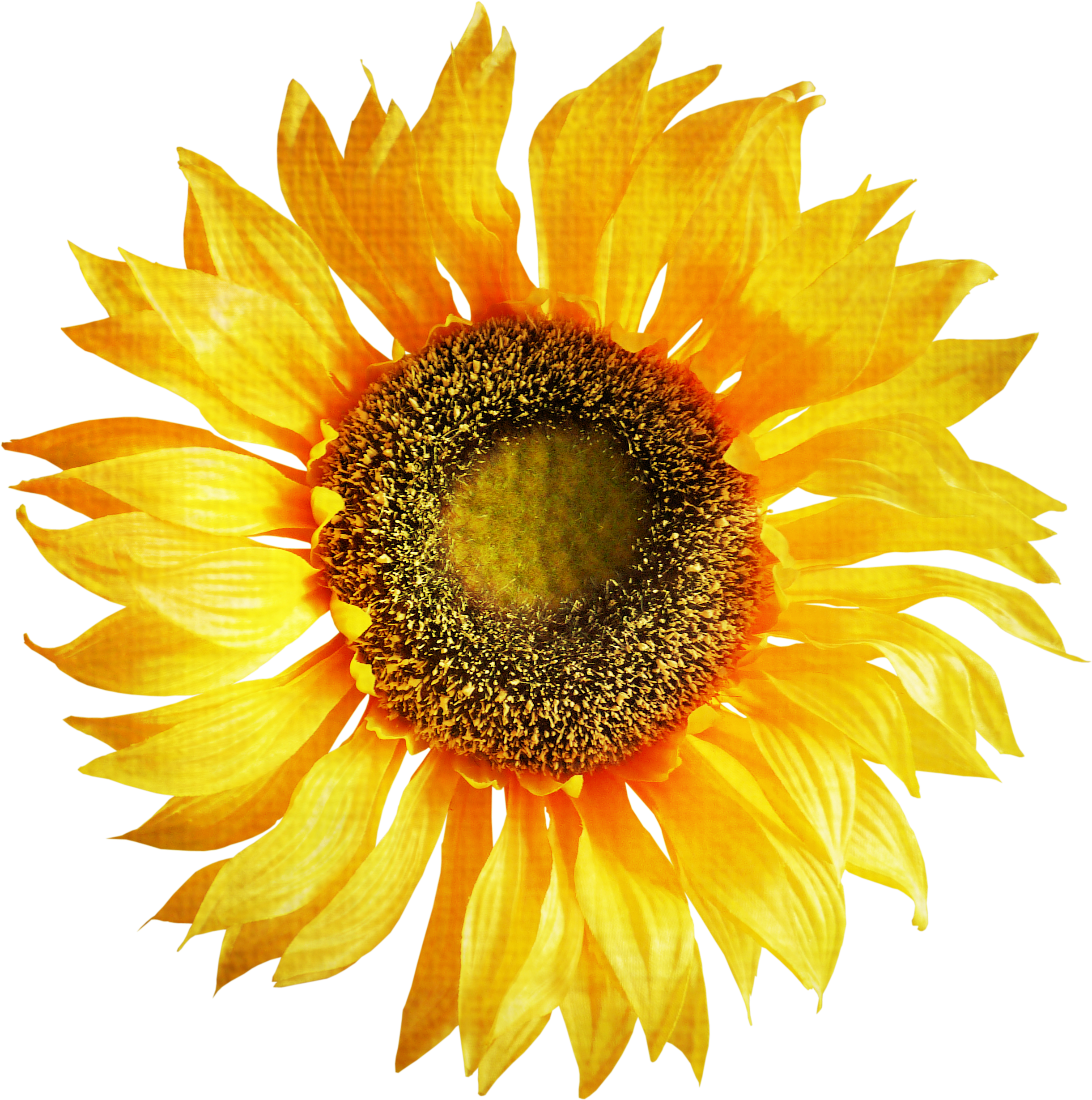 Sunflower Clipart Png Image - Sun Flower Images Png - Free Transparent PNG Clipart Images Download. - Transparent PNG Free Download